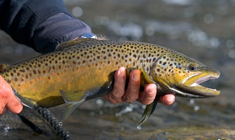 Is Chicken Liver Good For Saltwater Fishing