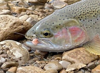 What Size Line For Trout Fishing