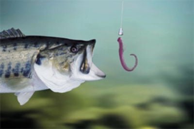 Are Maggots Effective Bait For Trout Fishing