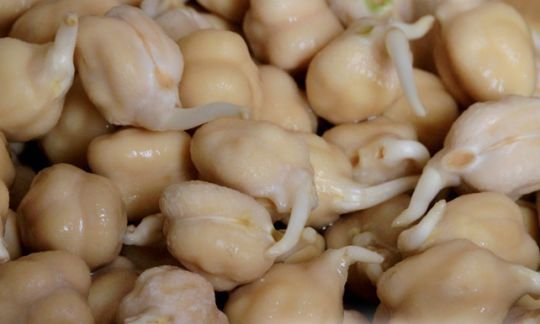 Can You Use Chickpeas For Carp Fishing
