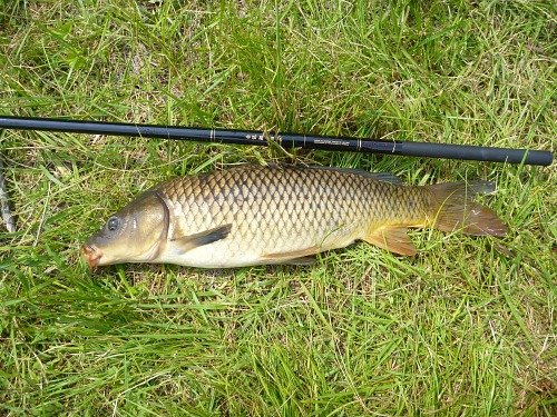 Can You Use Carp Rod For Trout Fishing