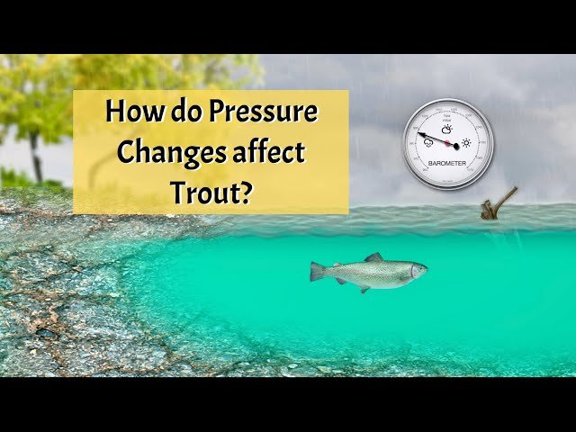 How Does Barometric Pressure Affect Trout Fishing