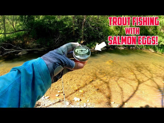 Are Salmon Eggs Good For Trout Fishing