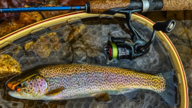 What Size Reel For Trout Fishing