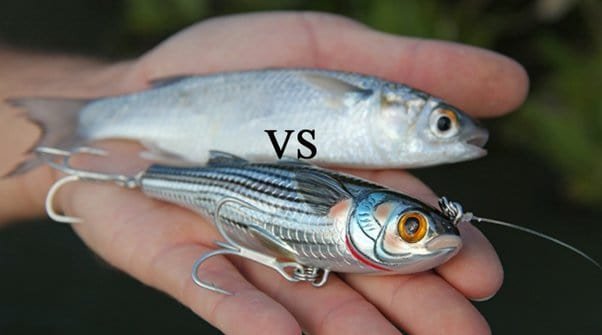 Live Bait Vs Lures