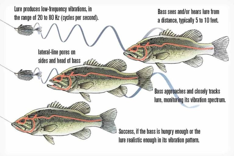 How Do Fish Sense Movement in Water? The Science Behind Their Amazing Detection Abilities