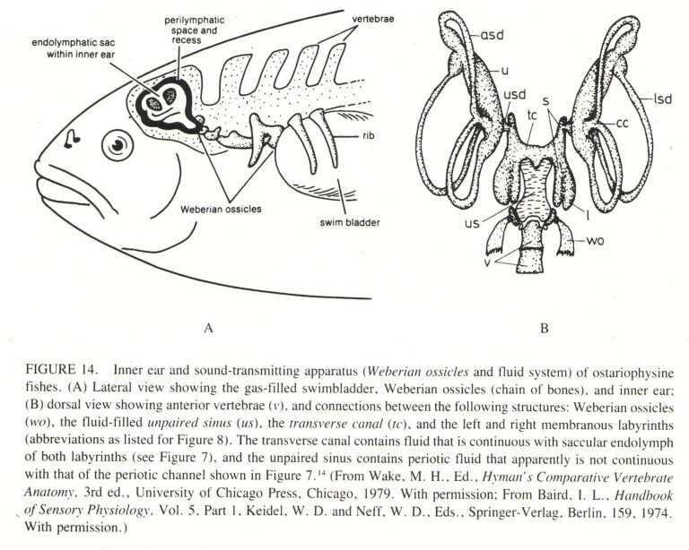 How Do Fish Hear Sounds Underwater? A Complete Guide to Fish Hearing