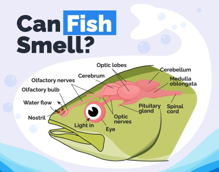 How Do Fish Smell Bait Underwater? The Science Behind Fish Scent Detection