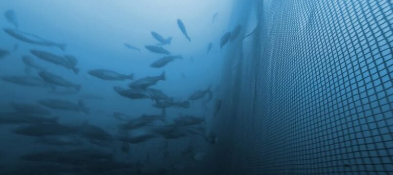 How to Prevent Fish from Escaping Near Shore