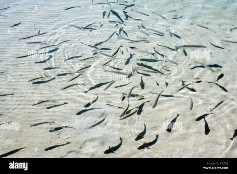 Why Do Fish Move to Shallow Water? Reasons, Patterns, and Fishing Insights